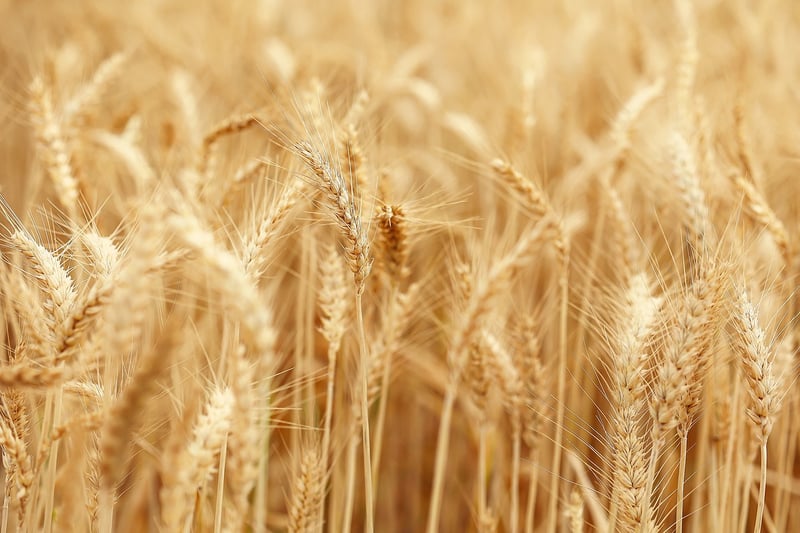 Gluten-Free Options